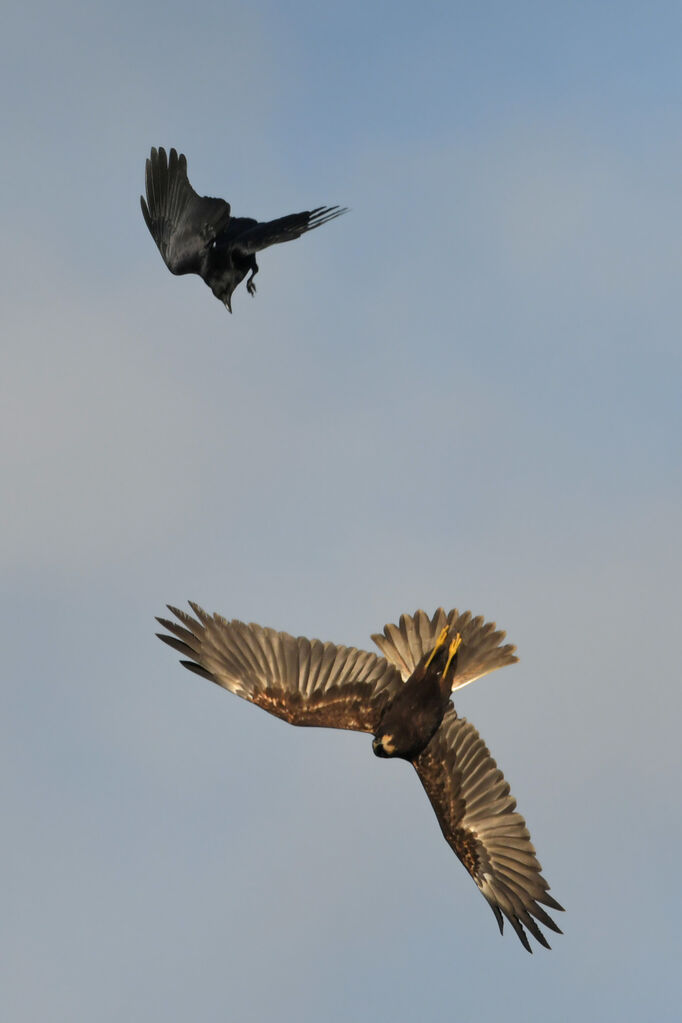 Western Marsh HarrierFirst year, Flight