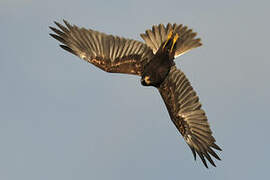 Western Marsh Harrier