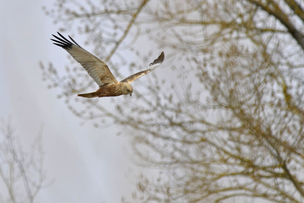 Western Marsh Harrier