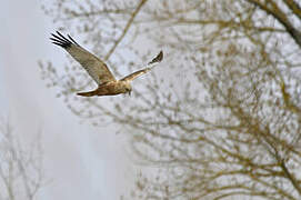 Western Marsh Harrier