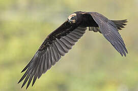 Western Marsh Harrier