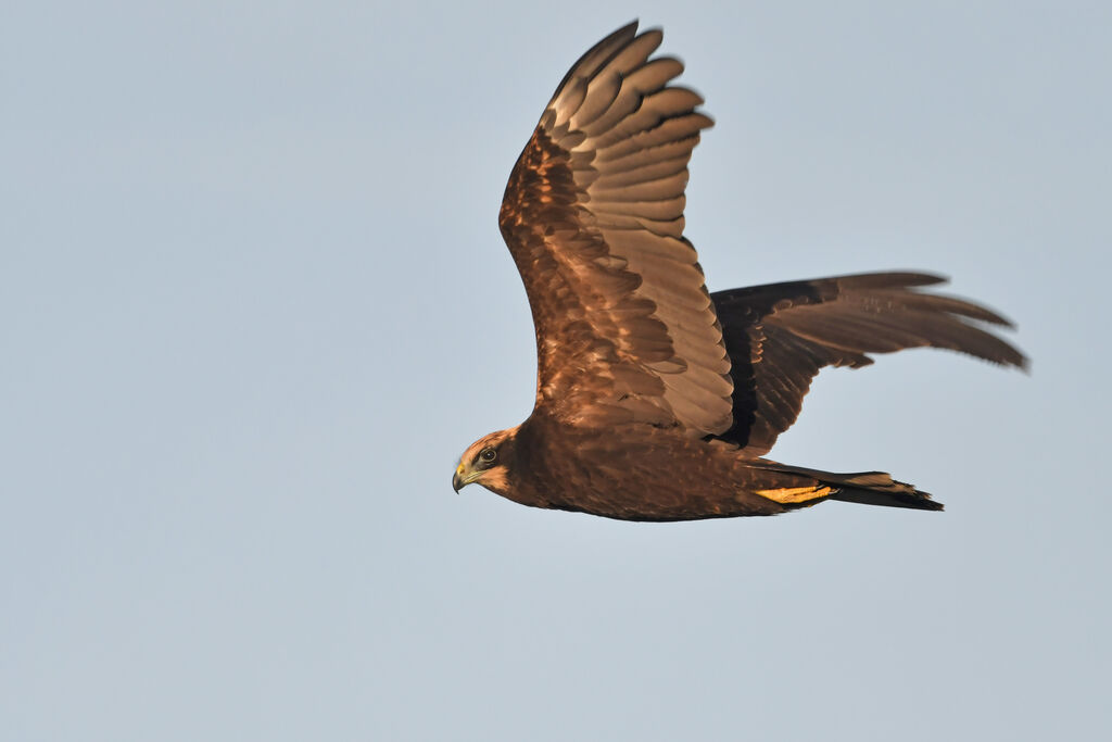 Western Marsh HarrierFirst year, identification, Flight