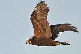 Western Marsh Harrier