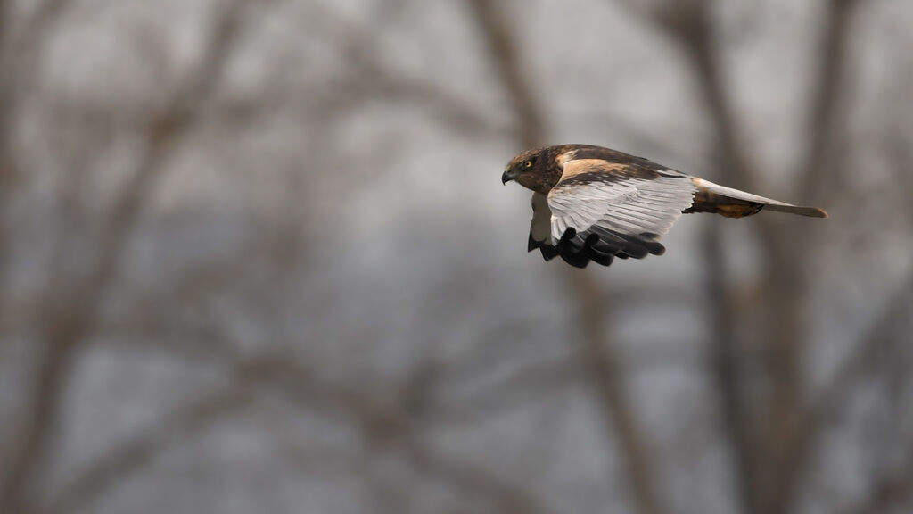 Western Marsh Harrier male adult, identification