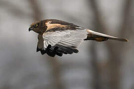 Western Marsh Harrier