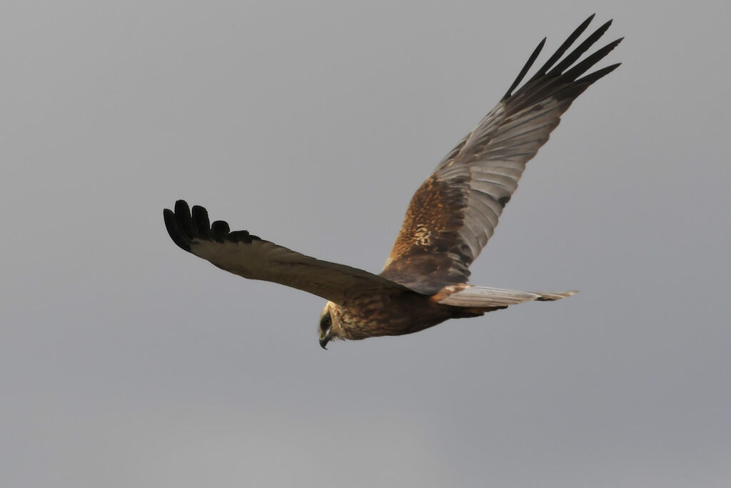 Western Marsh Harrier male adult, Flight