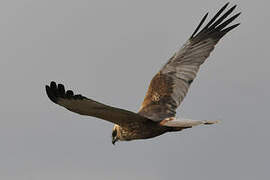 Western Marsh Harrier