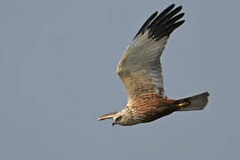 Western Marsh Harrier