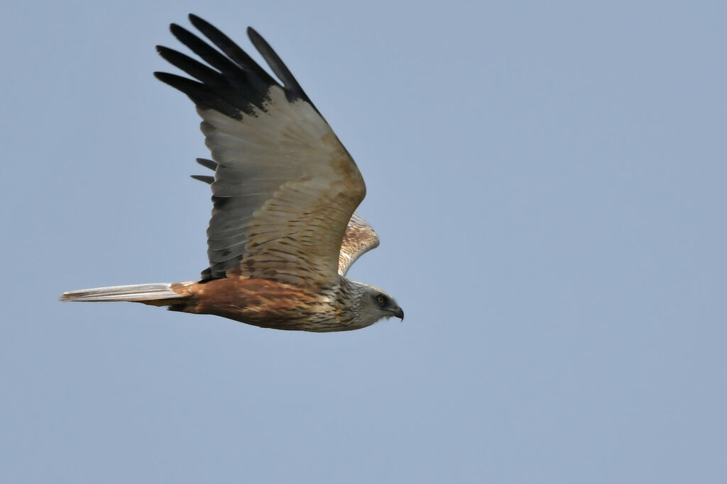 Western Marsh Harrier male adult, Flight