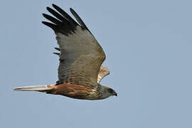 Western Marsh Harrier