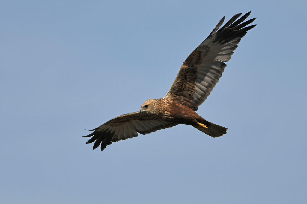 Western Marsh Harrier male immature, Flight