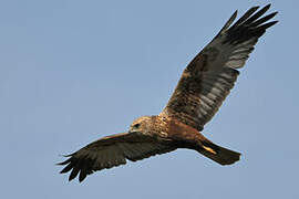 Western Marsh Harrier