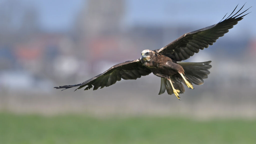 Western Marsh Harrier female adult, identification