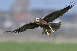 Western Marsh Harrier