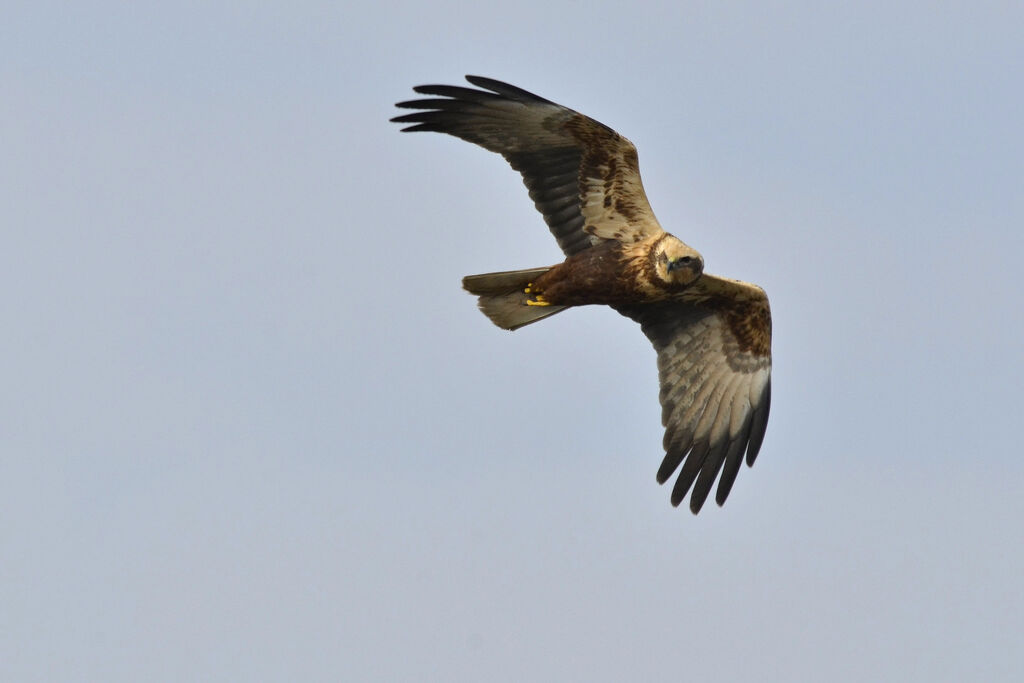 Western Marsh Harrier female adult