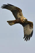 Western Marsh Harrier