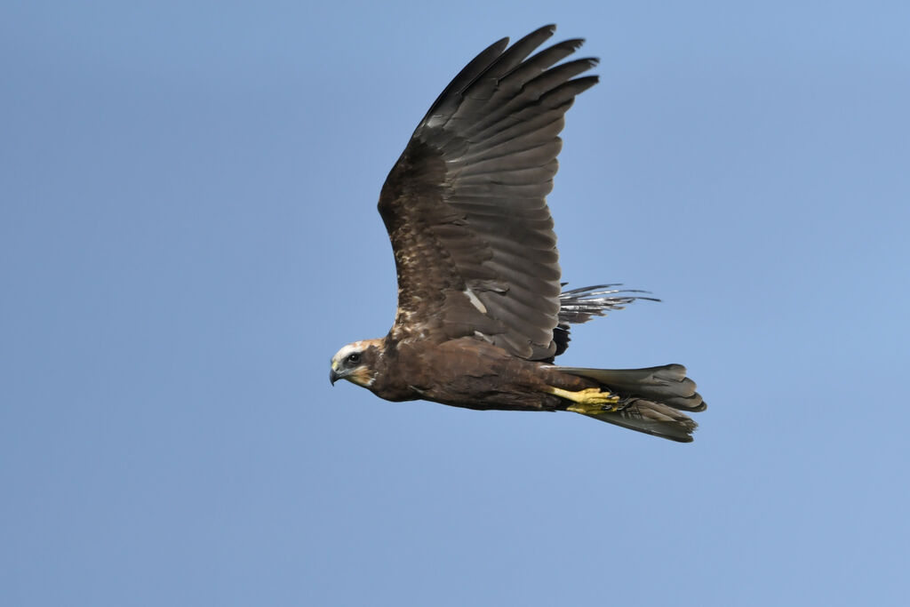 Western Marsh Harrier female adult, identification