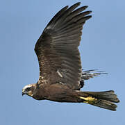 Western Marsh Harrier