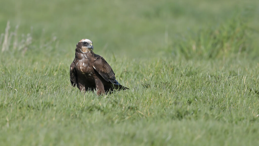 Western Marsh Harrier female adult, identification