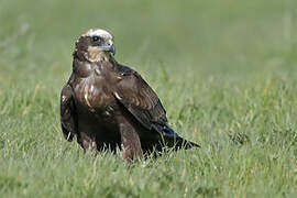 Western Marsh Harrier