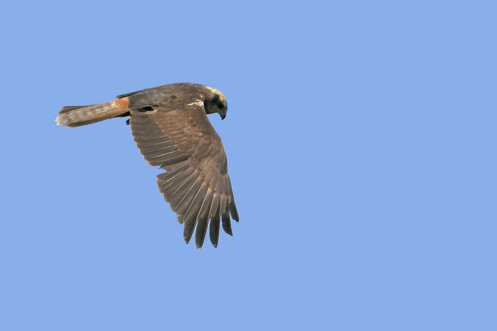 Western Marsh Harrier male Second year, identification