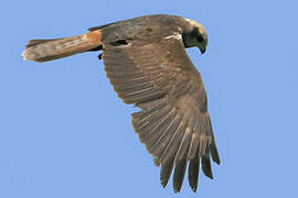 Western Marsh Harrier