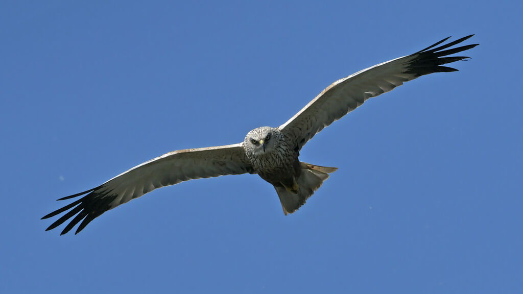 Western Marsh Harrier male adult, Flight