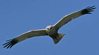 Western Marsh Harrier