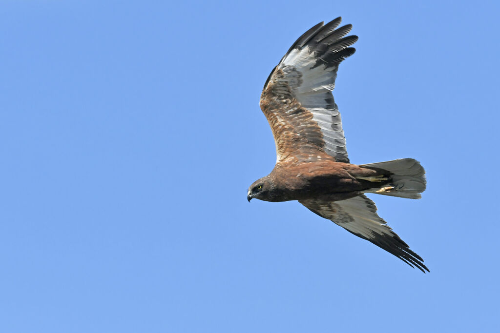 Western Marsh Harrier male Second year, identification