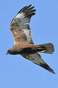 Western Marsh Harrier