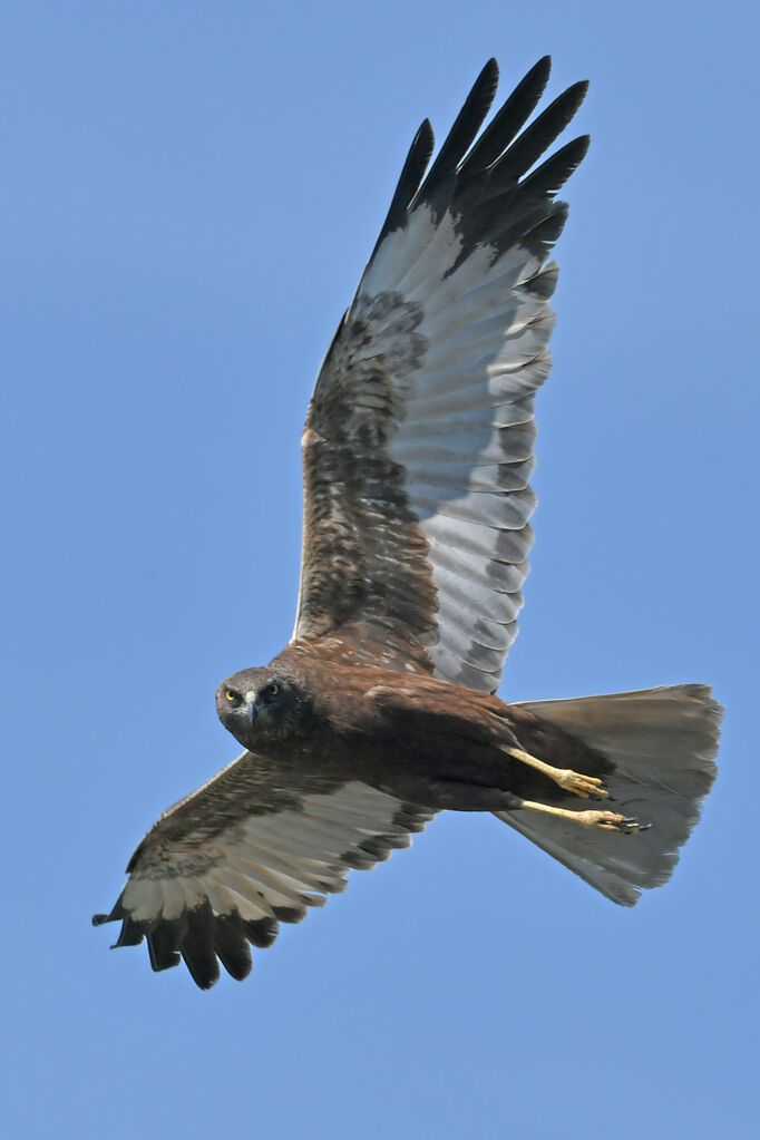 Western Marsh Harrier male Second year, identification