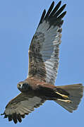 Western Marsh Harrier