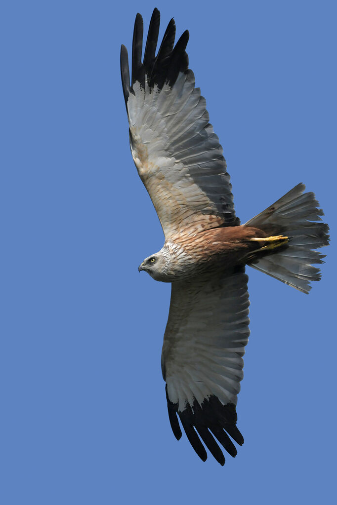 Western Marsh Harrier male adult, identification