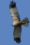 Western Marsh Harrier