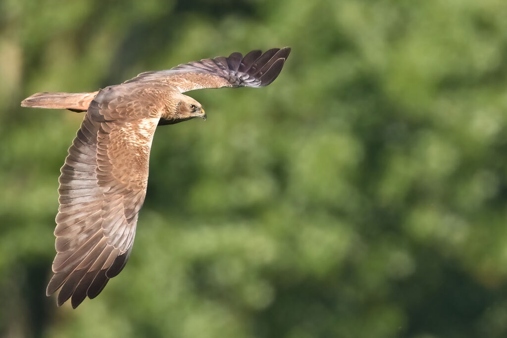 Western Marsh Harrier male Third  year, identification