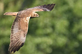 Western Marsh Harrier