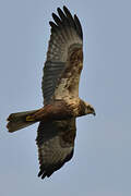 Western Marsh Harrier