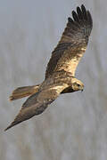 Western Marsh Harrier