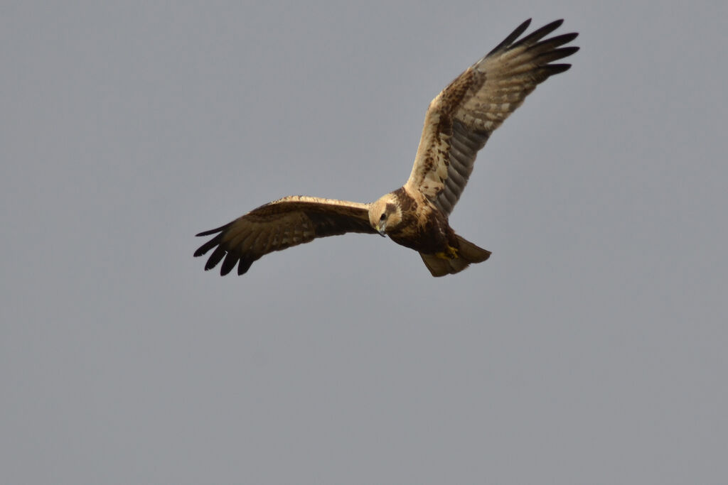 Western Marsh Harrier female adult, Flight