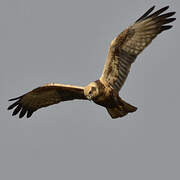 Western Marsh Harrier