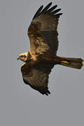 Western Marsh Harrier