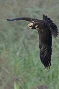 Western Marsh Harrier