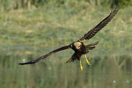 Western Marsh Harrier