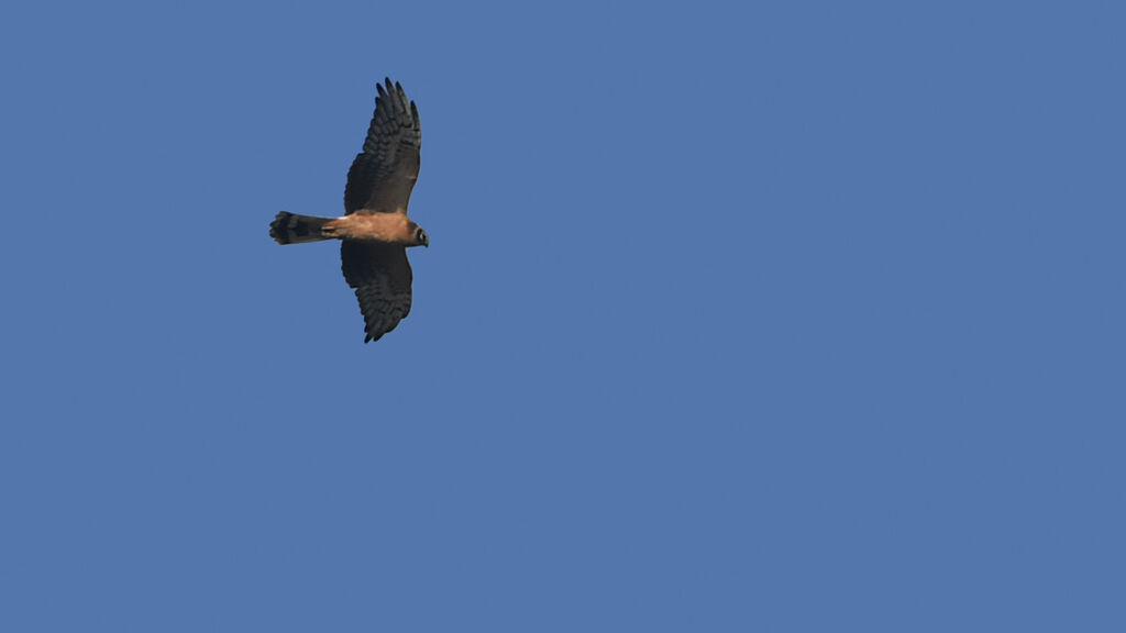 Pallid Harrierjuvenile, identification