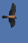 Pallid Harrier