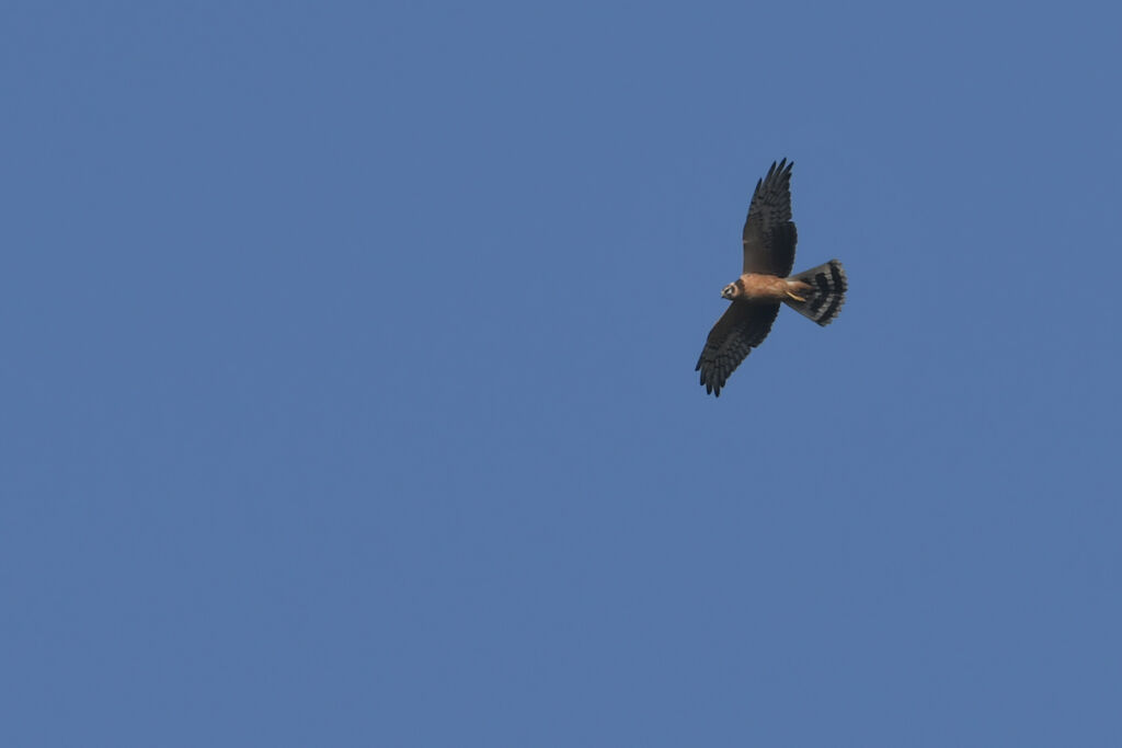 Pallid Harrierjuvenile, identification