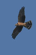 Pallid Harrier