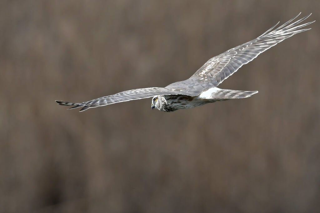 Hen Harrier female adult, identification