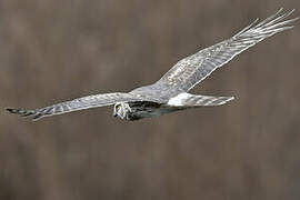 Hen Harrier