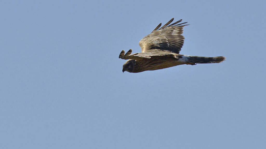 Hen Harrier female adult, Flight